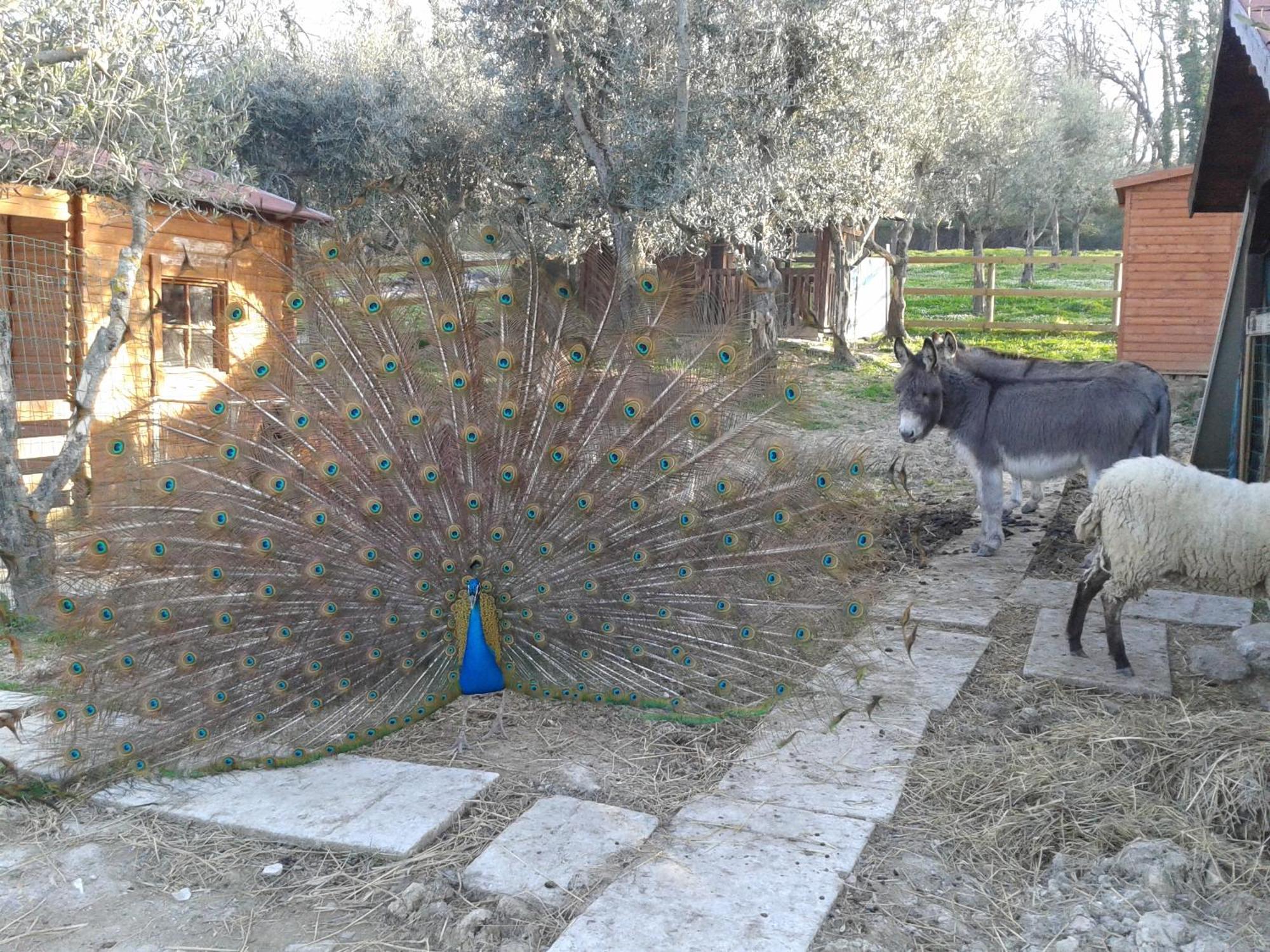 Garden Village San Marino Dış mekan fotoğraf